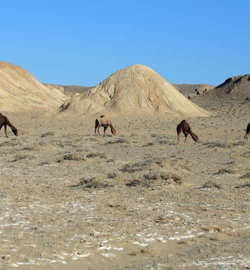 desert-photography-camel-life-3041069